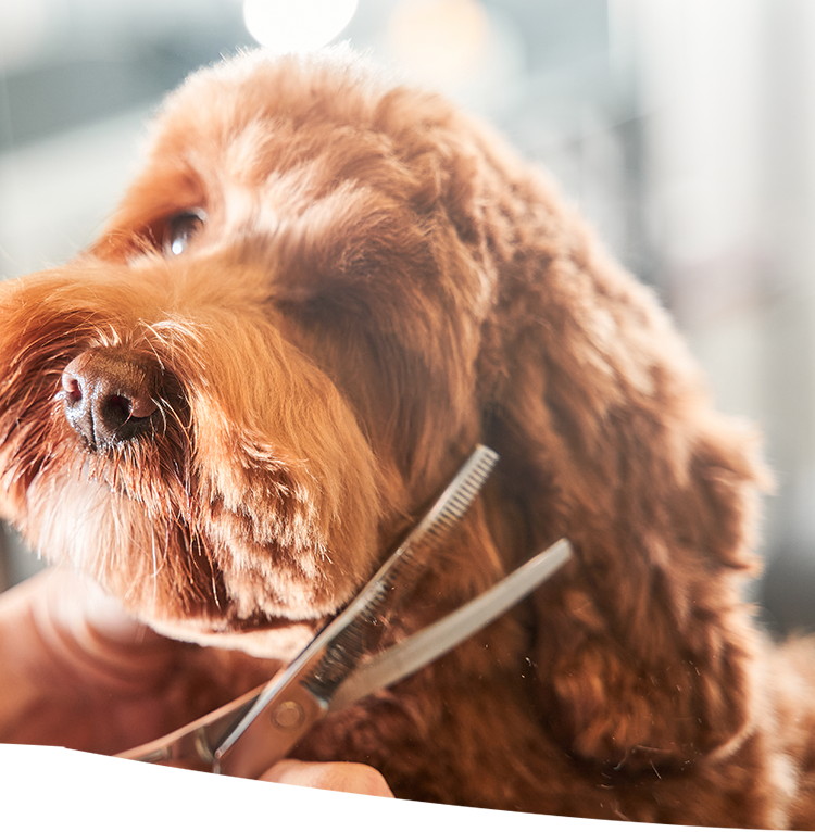 ドッグサロン Blue Lagoon