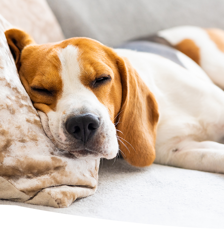 ドッグサロン Blue Lagoon